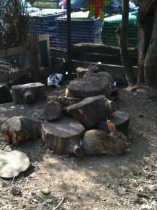 Rabbits at Vauxhall City Farm