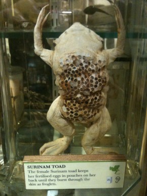 Frog exhibit in the Grant Museum of Zoology